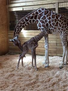 AprilandBabyGiraffe