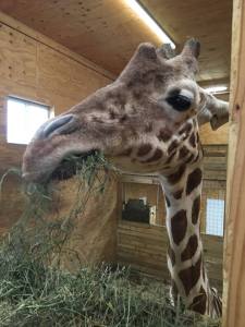 ApriltheGiraffe